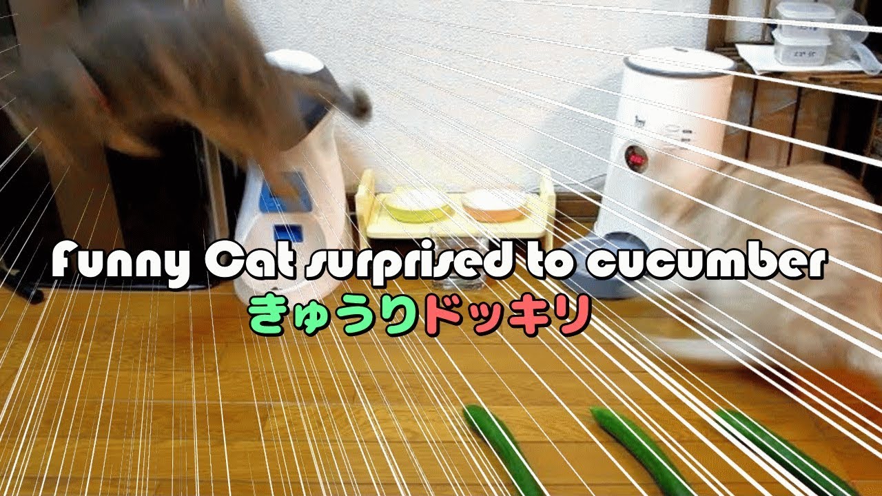cucumber smoothie Funny Cat surprised to cucumber