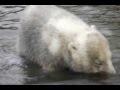 Nieuwsgierige jonge ijsberen / ijsbeer @ Dierenrijk Nuenen