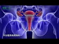 解剖知识一一女性生殖系统 解剖知识一一女性生殖系统