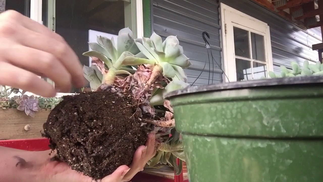 Removing Dead Leaves From Succulents YouTube
