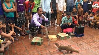snake charmer presenting cobra snake and mongoose