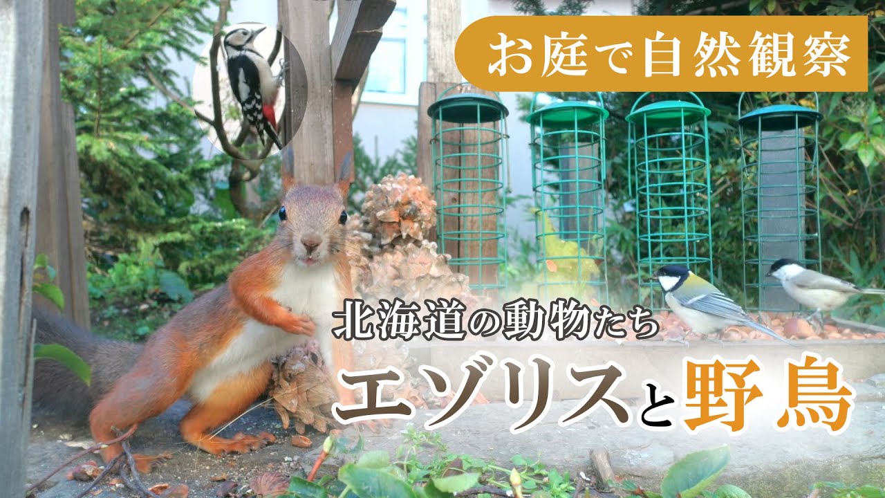 (休止中)【エゾリスと野鳥の餌場(餌台)】 シジュウカラ・ゴジュウカラ・ハシブトガラ・スズメ Squirrel and Bird Live Camera 2026/03/09