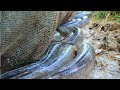 Lucky Founding Fish! Found & Catch many many Catfish & Snakehead fish in Small water