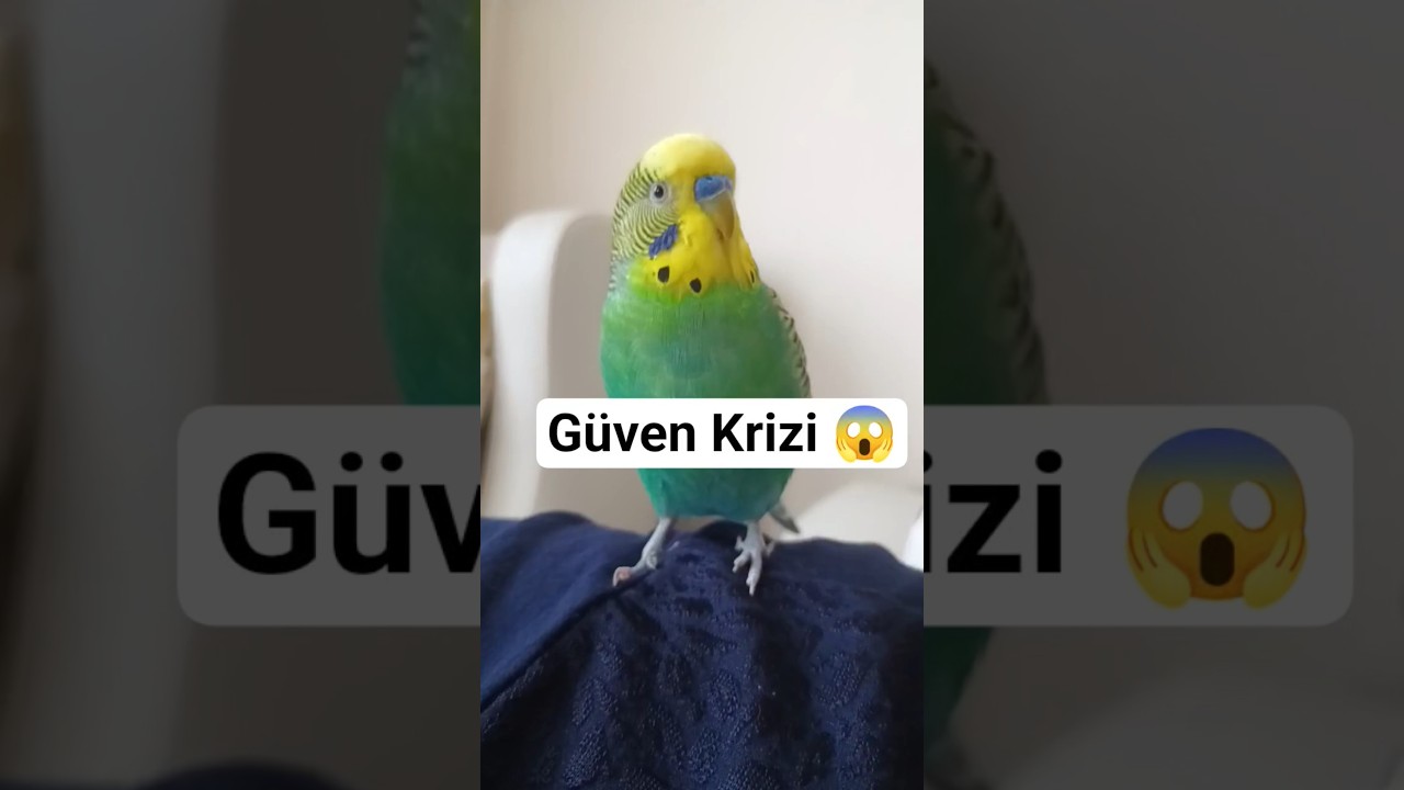 Muhabbet Kuşları Bu Hatayı Asla Affetmez! Yapıyor Olabilirsiniz… ❌ #parrot #birds #budgies #birdsong