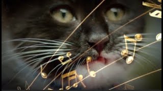 Lost Cat Subliminal - A Safe Way to Focus Your Intention