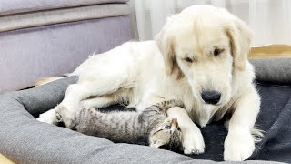 Golden Retriever Reaction to a Kitten Occupying his Bed