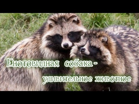 Енотовидная собака - удивительное животное. #животныеПрикамья #пробуждениеживотных  #енотка