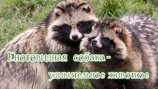 Енотовидная собака - удивительное животное. #животныеПрикамья #пробуждениеживотных  #енотка