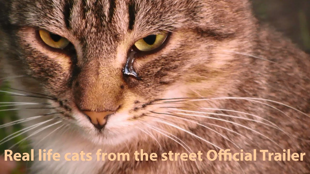 official secrets Real life cats from the street Official Trailer