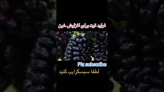 فواید توت برای افزایش خون video سلامتی سلامتی tiktok afghanistan صحت داکتر معالجه 