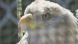 Arconic matching donations to Hog Capital Wildlife Rescue