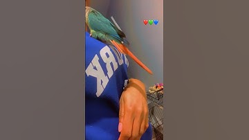 Please don’t scroll #cutepuppy #pets #youtubeshorts #shortvideo #cute