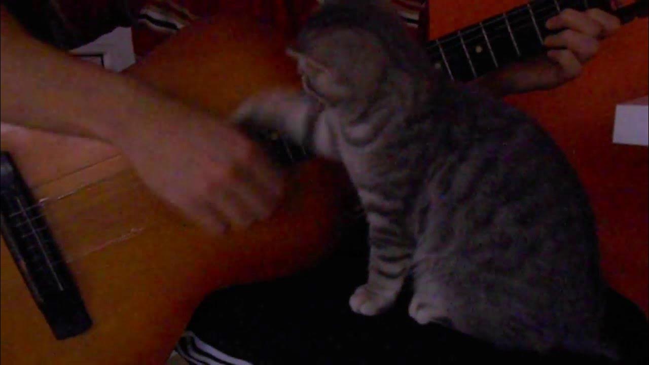 Песни с котами видео. Кот и музыка.