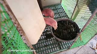 Feeding Mulberry Leaves to Turkeys