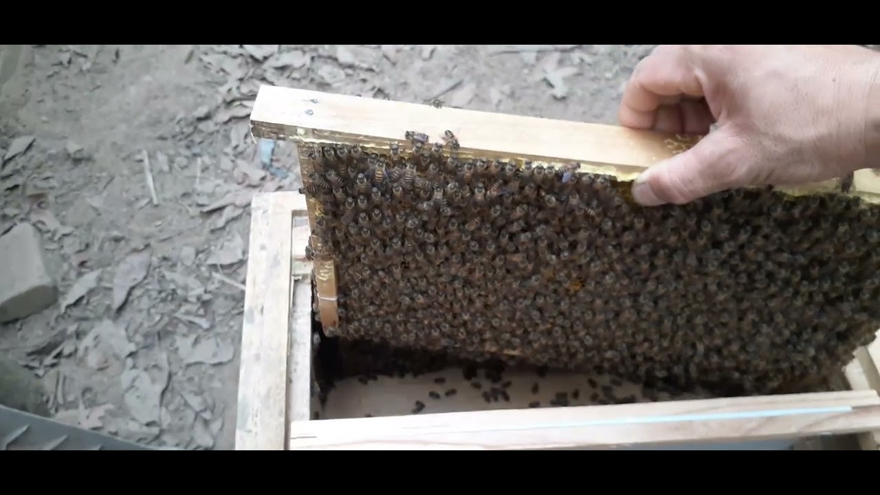 cách làm chúa cấp tạo cho người mới nuôi ong mật