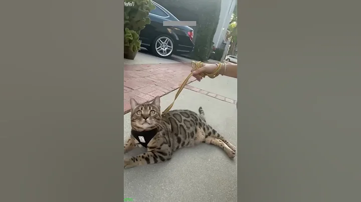 Video 11778521: cucumber scare cat funny, laugh funny cats talking, funniest cats