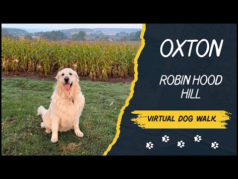A Happy Dog on His Morning Walk｜Robin Hood Hill, Oxton｜Nottinghamshire