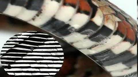 David Hu: Snakes Use Friction and Weight Redistribution for Locomotion