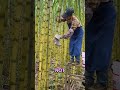 The Green Crop That Fuels China #bamboo #cutting #china #forest #dailyshorts #viralshorts