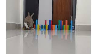 Rabbit loves blocks #bunny #bunny #youtube #sweetrabbit #wow
