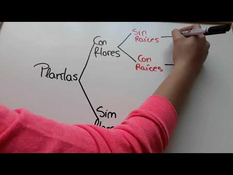 Vídeo: Diferencia Entre Cladograma Y Clave Dicotómica