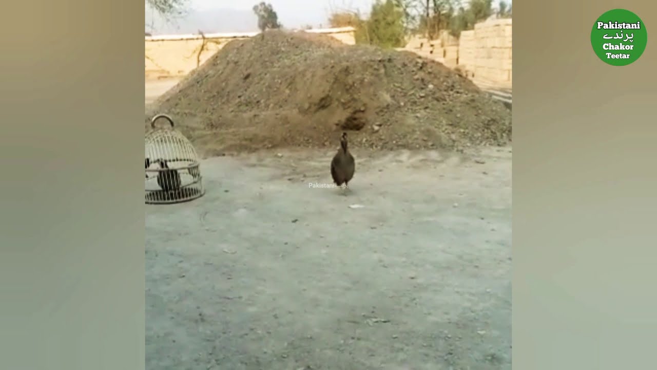 Chakor ki awaz Audio • chakor sound