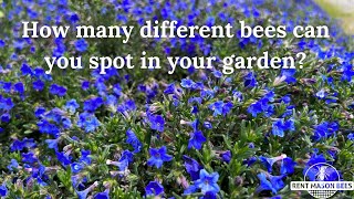 Bee Food - Purple Gromwell or Lithodora Lithodora Diffusa Bumblebees Favorite