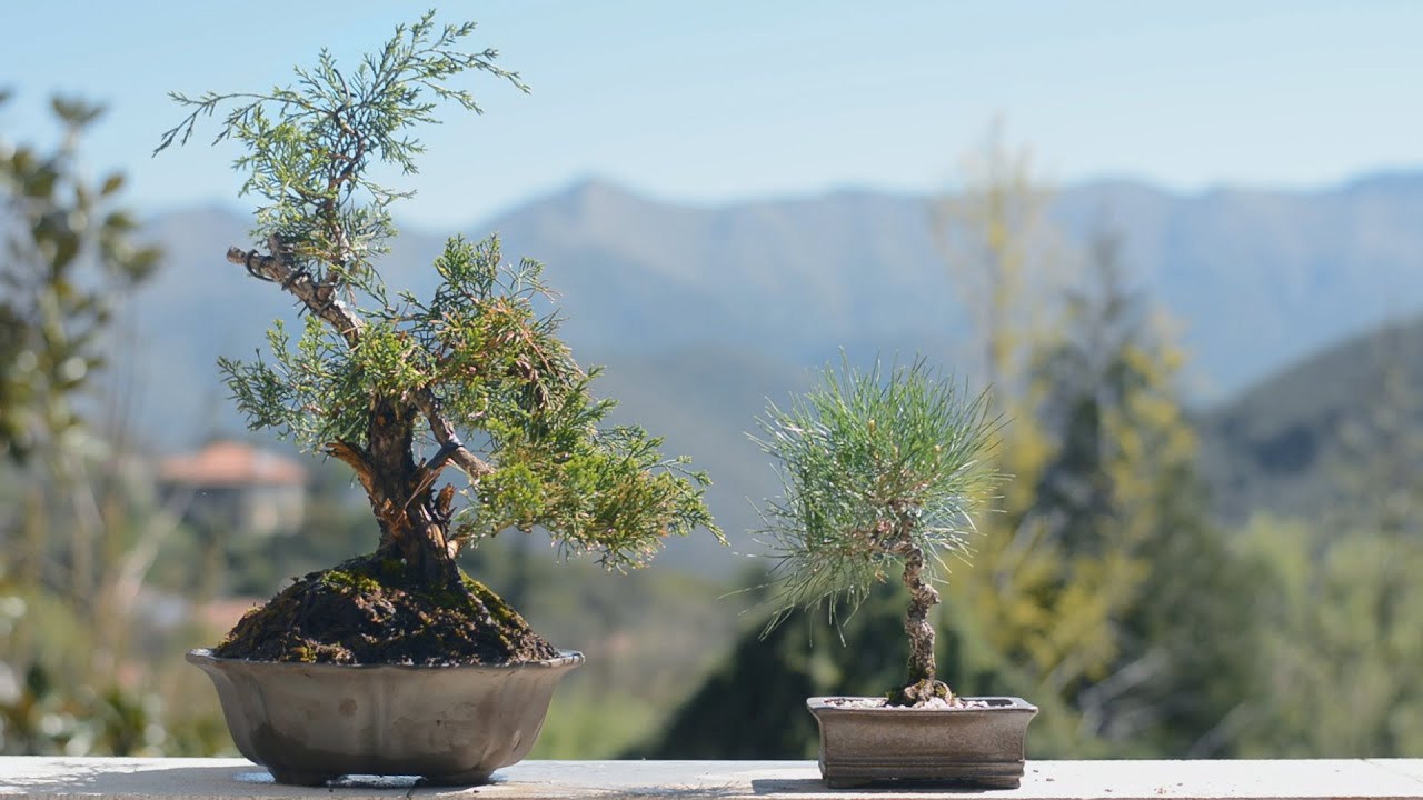 A Japanese Black Pine and a Chinese Juniper... - Arkefthos Bonsai
