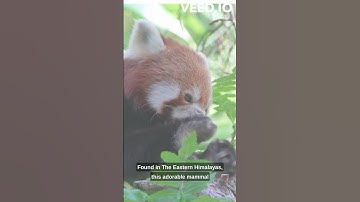Exploring the Enchanting World of Red Pandas: Fascinating Facts Revealed!