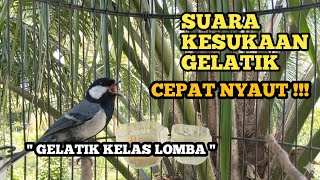 BIKIN EMOSI MELEDAK !!! PANCINGAN GELATIK BATU AGAR BUNYI GACOR SUARA KESUKAAN GELATIK CEPAT NYAUT !