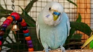 12 hr If your budgies don’t chirp, playing this video will help lonely parakeet bird start to chirp by Beel Pet Budgie Sounds  1,083 views 13 days ago 11 hours, 59 minutes