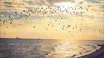 الشيخ حاتم فريد تلاوة خاشعة من سورة الأنعام  - رمضان 1431