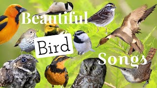 25 of North America’s Most Beautiful Sounding Birds