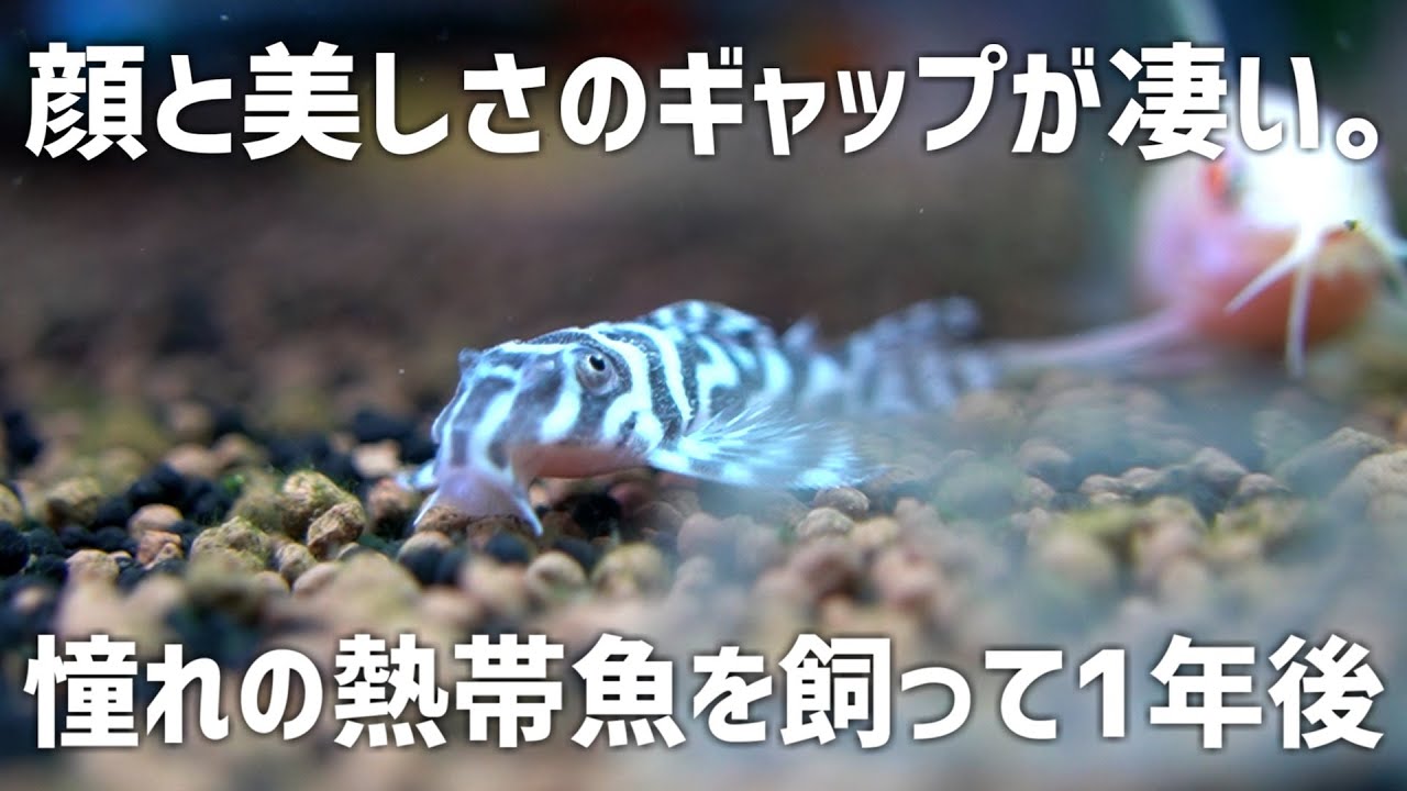 1匹6300円でお迎えした“スーパースター級”熱帯魚→1年育てたら