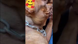 Funny #funny #dogs #pistenbully #ทาสหมา