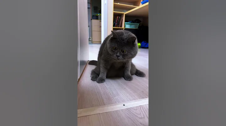 Video 11173201: funnycats kitten kucing, cat funnycats kucing, cat kucing kitten cute, funny cat