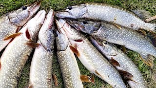 видео: Делай ЭТО и рыба будет клевать! Ловля щуки на МАЛОЙ реке! Рыбалка 2023. картинка: Делай ЭТО и рыба будет клевать! Ловля щуки на МАЛОЙ реке! Рыбалка 2023.