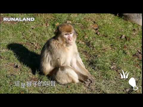 猴子_聲音點點名(動物版) | RUNALAND 路納星球