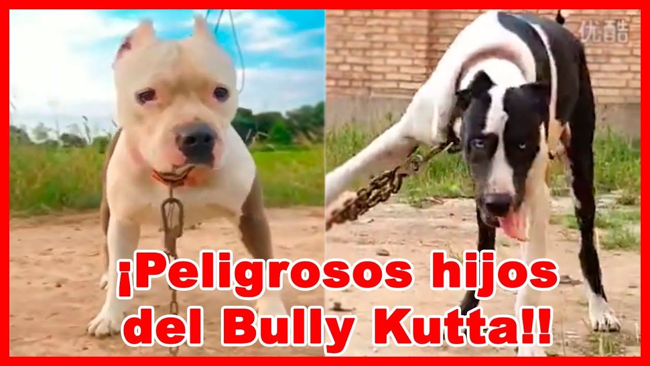 7 mezclas de BULLY KUTTA con  PODER ilimitado