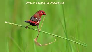 Birds : Red Munia in Monsoon and Winter!!!