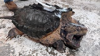 Polish the shell of alligator snapping turtle covered with
