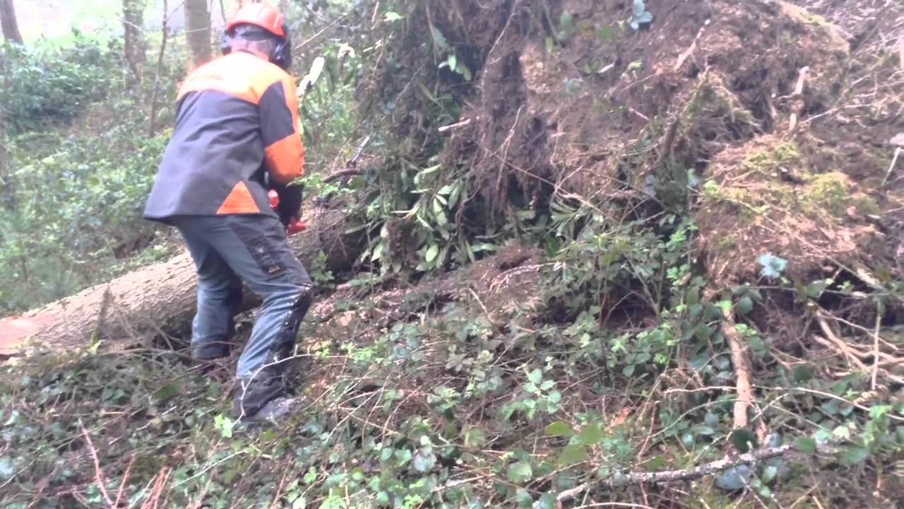 How to cut a windblown tree from stump - YouTube