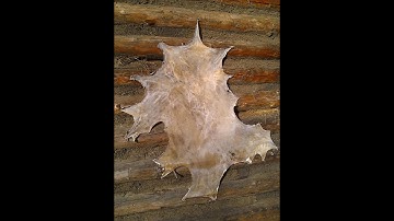 Making Rawhide Primitive Bow String  Part 1