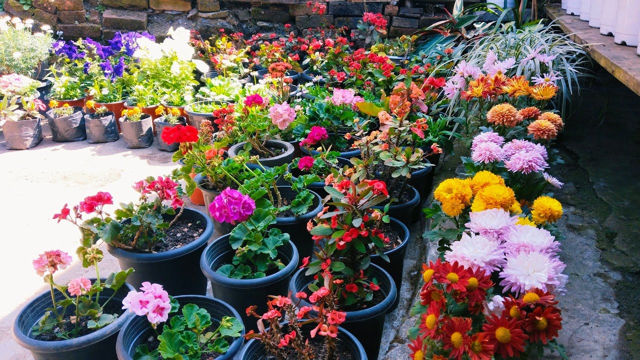 Garden overview (flowers includedGeranium, Christ thorn, Chrysanthemum