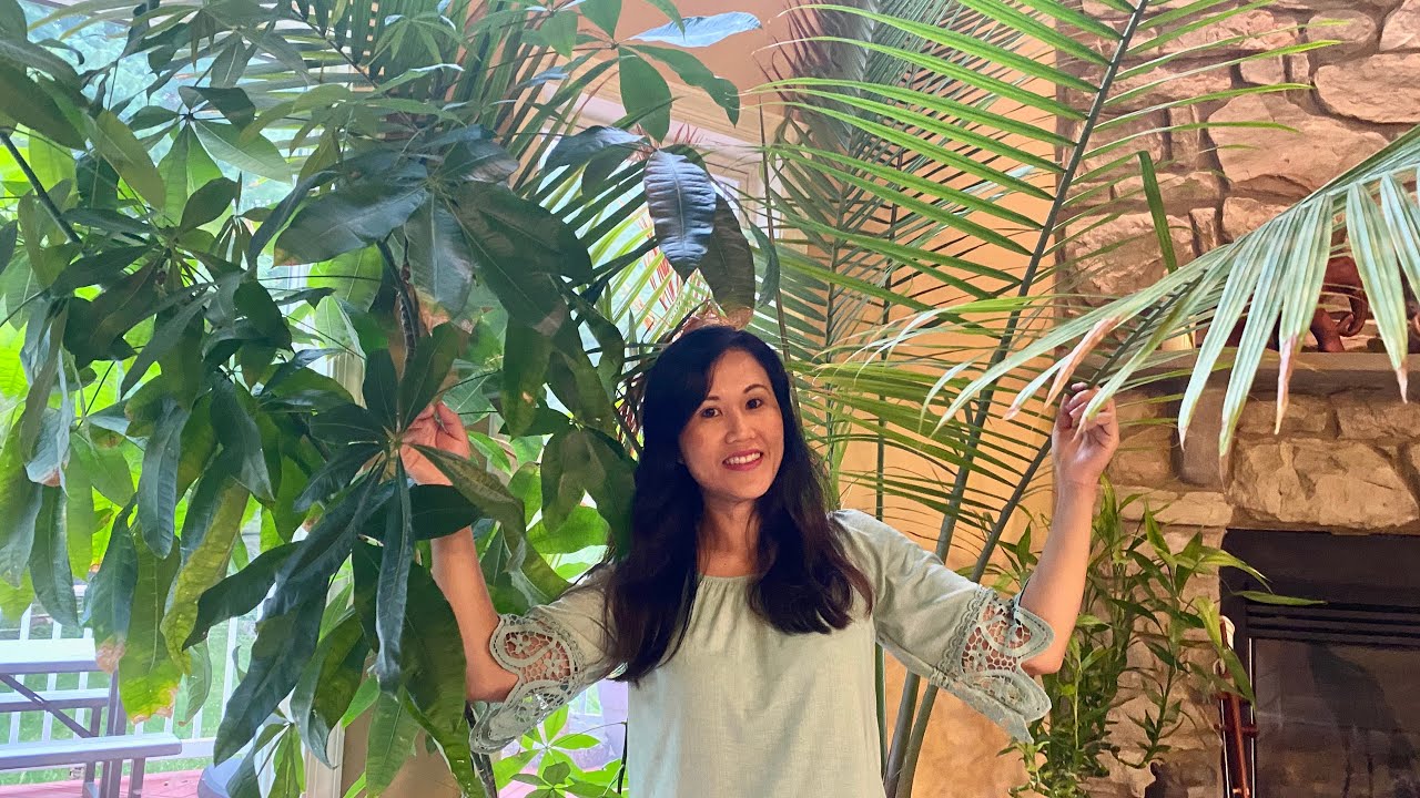 Best Indoor Plants For Decoration- Air Purifying Houseplants By Somaly