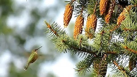 Ruby-throated Hummingbird Feeding in a Spruce Tree