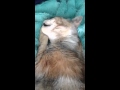 Snoring cat