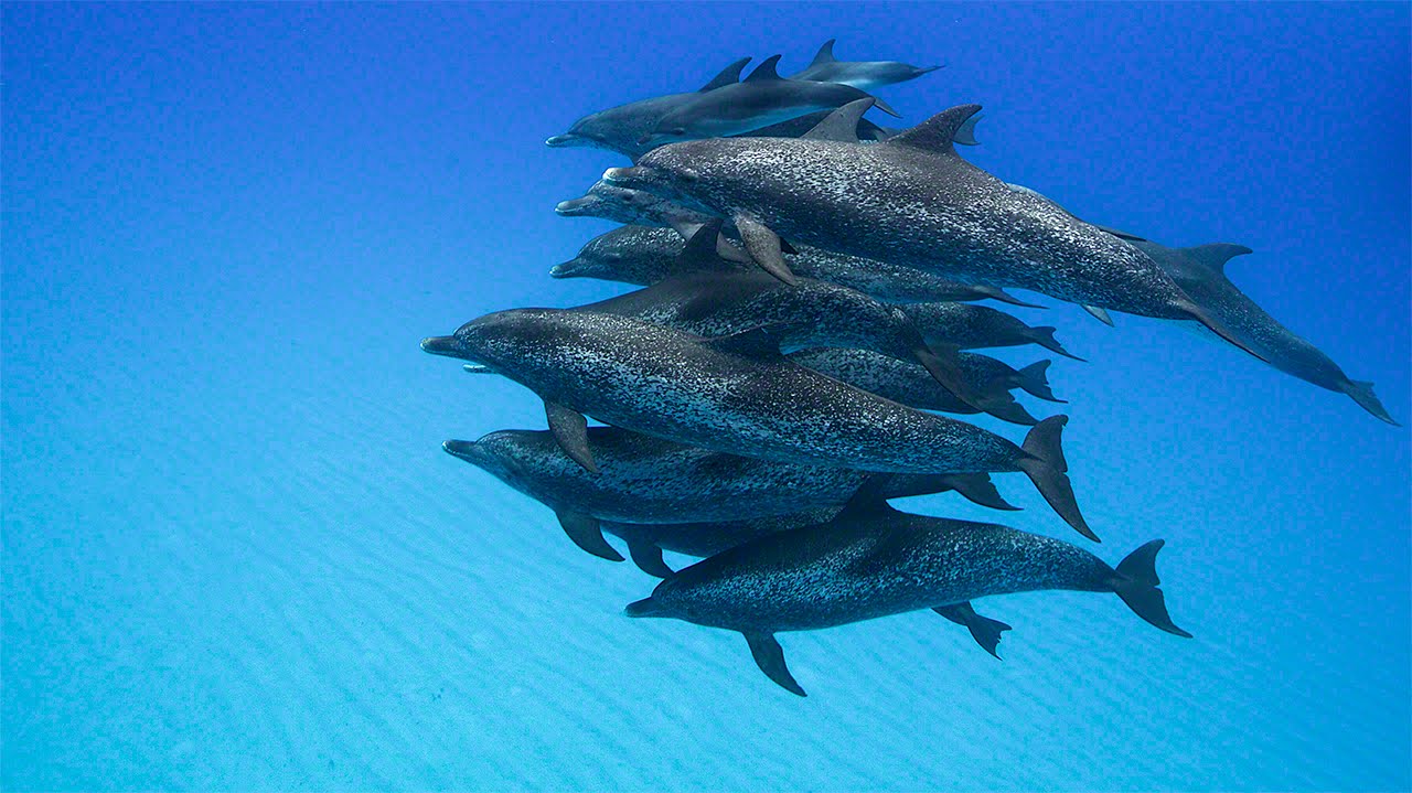 dolphins travel in pods