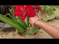 How to grow Amaryllis "लिलि" in summer with all updates | Bulb to Flower | Hindi