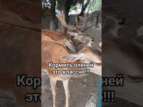 Не ожидал такой реакции от дикого оленя! #олень #олени #животные #милота #дикиеживотные #реакция